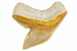 Fossil Tiger Shark (Galeocerdo) Tooth - Bone Valley, Florida #299501-1